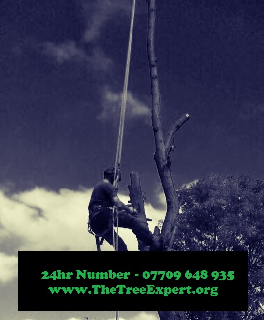 The Tree Expert